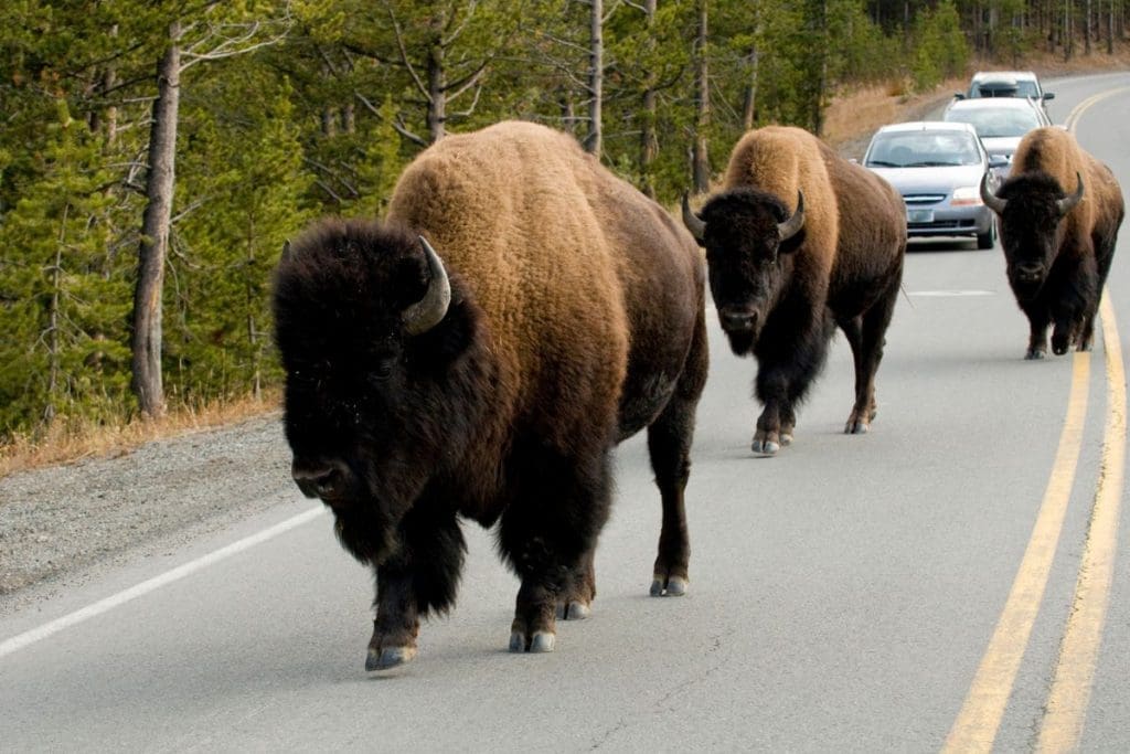 bison on road in yellowstone national park