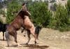 pryor mountain stallions fighting 4