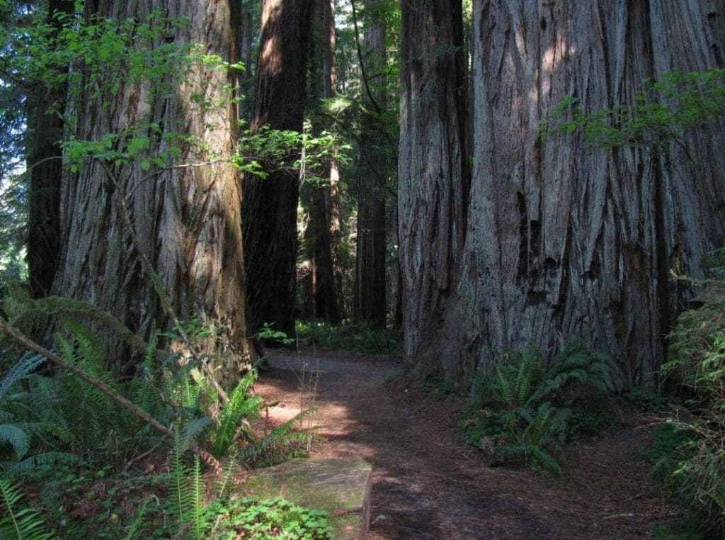 trail through huge redwood trees can help people feel calm. Hiking is a common activity while camping.