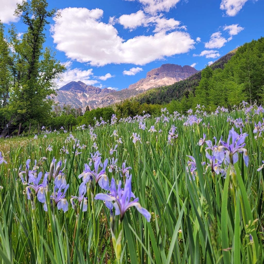 wildflowers in the san juan mountains help people relax and enjoy nature, often a part of healthy camping